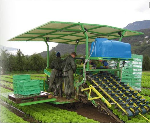 Récolteuse Rapid - Hortech SRL - pour salade (laitue, endive, radicchio) - puissance tracteur 36 kW_1