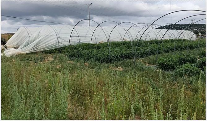 Structure en acier renforcé pour serre tunnel large de 4,50 m