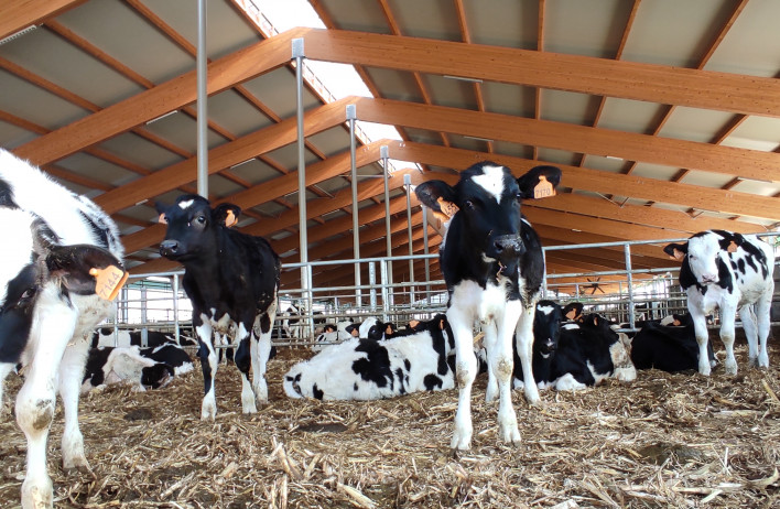 Etable pour bovin conçue selon les normes les plus modernes_1