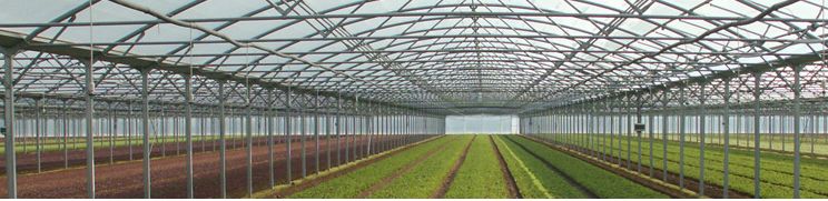Films de couverture de serre longue durée - Agripolyane - Celloclim® et stabilisants UV_1