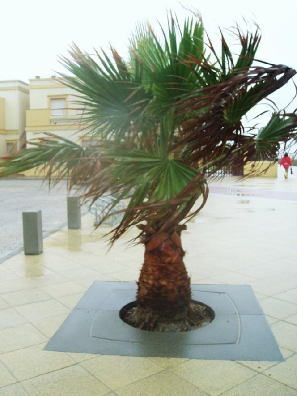 Entourage d'arbre en béton TV avec forme carrée - Ciment Blanc et gris - TV 120 120 x 120 x 8 cm - TV 160 160 x 160 x 8 cm_1