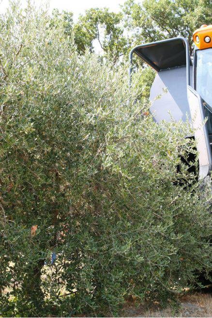 Recolteuse d'olives mavo - sas laupretre - vitesse d'avancement 4 km/h - rendement 16 t/h_2