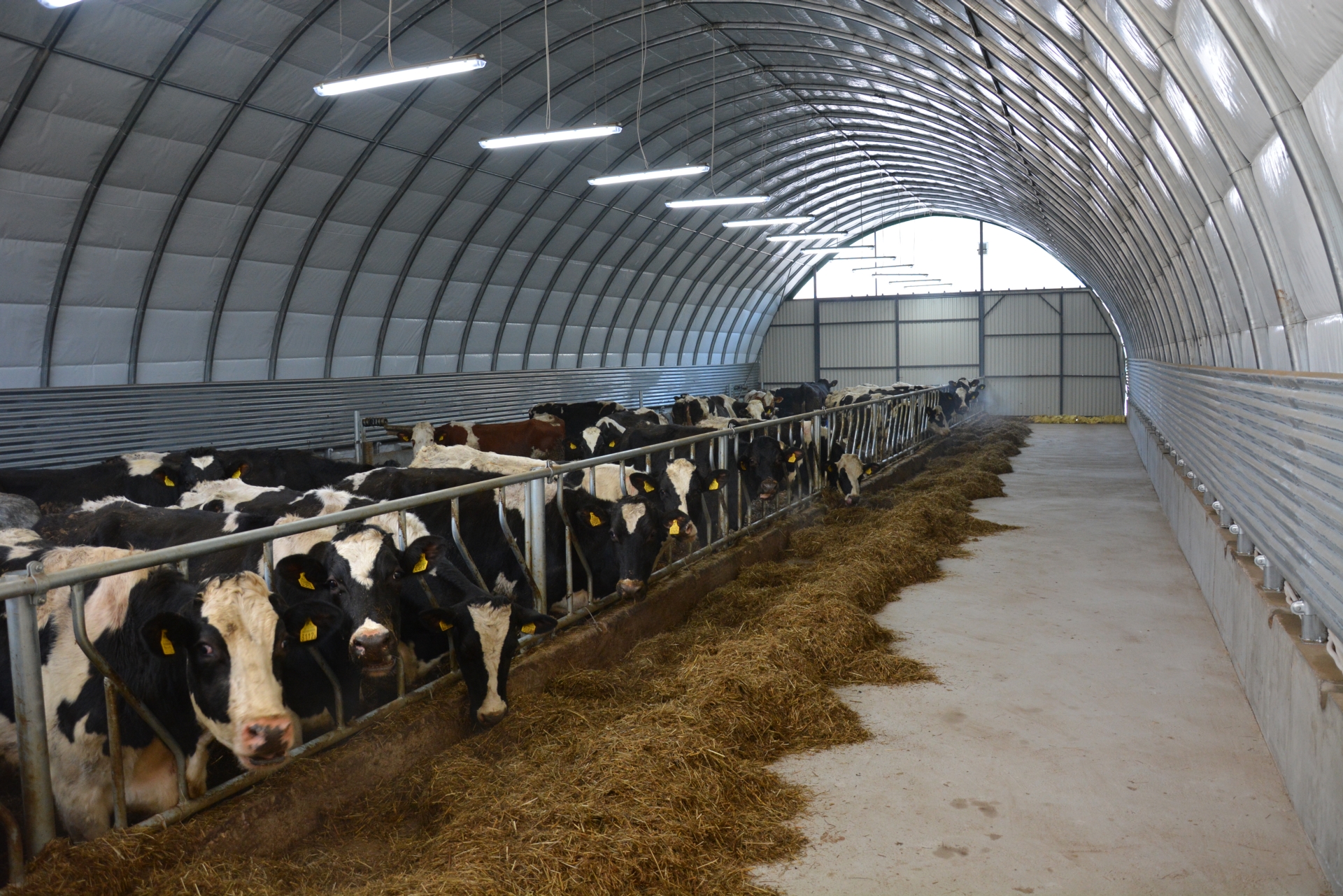 Bâtiment d'élevage pour bovin à lait - Ventilation naturelle optimale, isolation et confort acoustique - Tunnel TOUTABRI_1