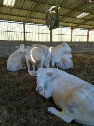 Ventilateur hélicoïde industriel Abbifan XXP - Agriest - moteur à aimants permanents et nouvelles hélices_1