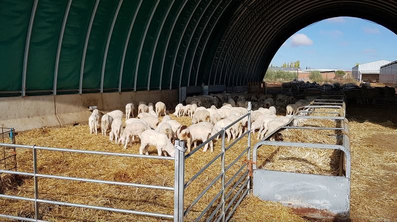 Tunnel d'élevage Abristhor sur solution béton (dalle, longrines, blocs, murs) pour un maximum de bien-être aux animaux et aux éleveurs_2
