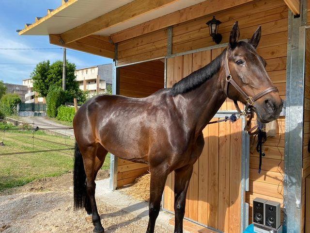 2 boxes en ligne PRO pour chevaux - poteaux métal - BOX019_1