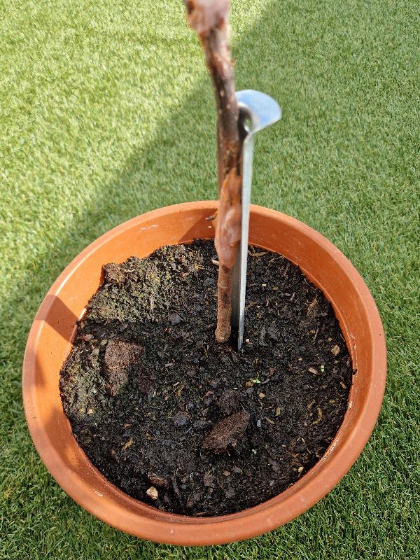 Conducteurs de greffe - lot de 10 - piquets métal 28,5 cm - référence 408409_1