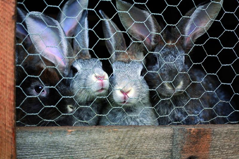 Grillage pour animaux triple torsion gris - H.1.5 x L.5 m - Maille 13x13 mm - Acier_1