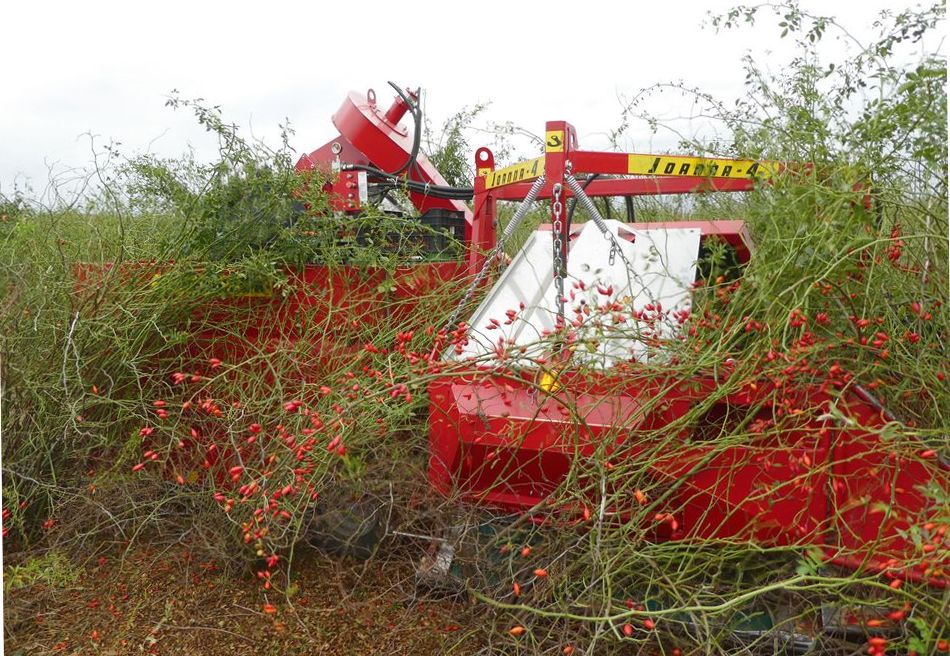 Récolteuse à baies JOANNA 4 - WEREMCZUK - puissance minimale 40 HP - productivité 0,15 à 0,25 ha/h - capacité 1150 kg_1