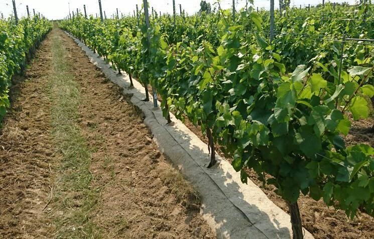 Toile de paillage écologique PLA-chanvre - 50m, 0,56m - 450g/m² - Fabrication française_1