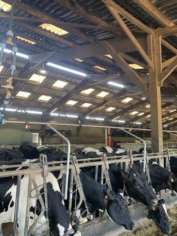 Système de douchage pour élevage bovin  - Réf : KDOUCHO  -  ORELA_1