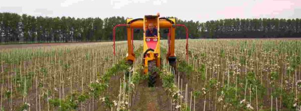 Tracteur enjambeur - damcon - pour arbre fruitiers_1