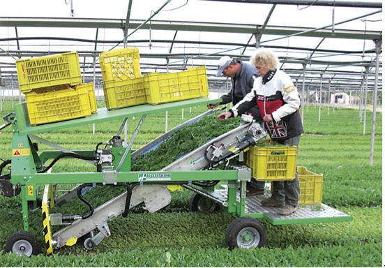 Récolteuse SLIDE T - Hortech SRL - vitesse max 7 km/h - machine trainée pour légumes à feuilles_1