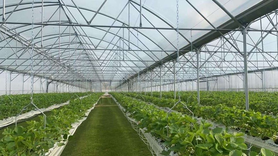 Serre à travées multiples conçue pour la couverture de vastes surfaces - Multimed_1