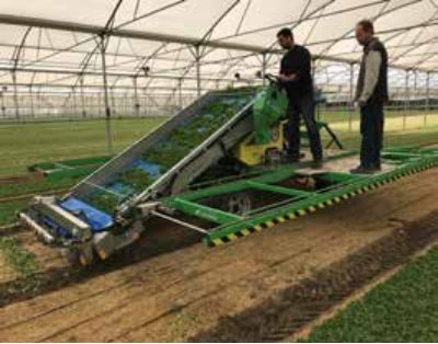 Récolteuse Slide Crab Valeriana - Hortech SRL - 1000/1200 kg - système hydraulique 4 roues directrices_1