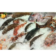 Machine de fabrication de glaces écaillées - 500 kg/24h - Réf. TST02-ET_1