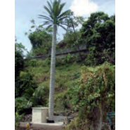 Pylônes arbres accès extérieur - Palmier royal - 10 à 30 m - Tronc marron_1
