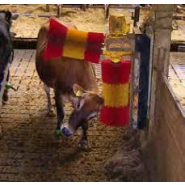 Brosse à vaches - Krazzmaxx/Macoba - Détection de chaleur et suivi sanitaire_1