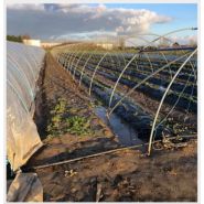 Fraisier renforcé - serre tunnel professionnelle - Serres Natural - largeur 4,00m avec porte panneau mobile_1