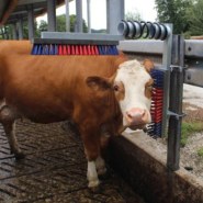 Brosse à vache adaptable à toutes les tailles d'animaux - EUROFARM_1