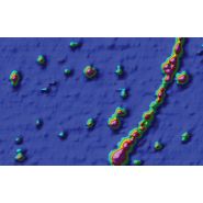 Magnétomètre marine magnetics seaspy2_1