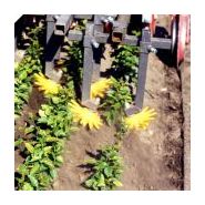 Outil de binage pour jeunes plants et arbustes