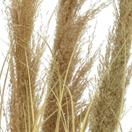 Herbe seche en pot H100 cm_1