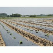 Film agricole de paillage microperforé biodégradable - 120cm x 1500m, 15µ, PLA, norme EN 17033_1