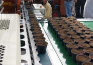 Convoyeur de tri Javo JOR - rapide et efficace pour pots et plateaux - capacité jusqu'à 3000 pots/heure_1