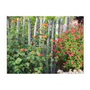 Ganivelle en écart - clôtures en bois - leneindre - de 6.8 et 10 cm_1