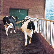 Brosse à vaches VINK - sans réservoir, très puissante et robuste pour l'entretien de la peau_1