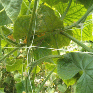 Filet à ramer/tuteurer - 1.70m, 1000m_1