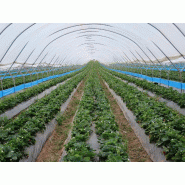 Bande engluée professionnelle 100m - Thrips et nuisibles - Bleu - Résistante aux UV_1