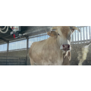 Robot pailleur SENTINEL - Nettoyage et désinfection automatisés_1