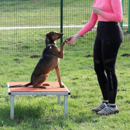 Table parcours canin_1