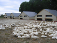 Bâtiment avicole - cabi caillol - déplaçable pour volailles_1