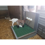 Station d'allaitement des chevreaux pour une bonne hygiène et un nettoyage facilité  -  ORELA_1