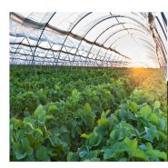 Films agricoles - MAM Plastique - stabilisé, neutre pour meules, ensilage, tunnels, paillage et rigoles_1