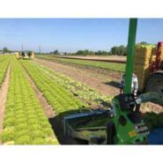 Récolteuse Slide Endivia - Hortech SRL - 4 roues directionnelles - Puissance tracteur 38 kW_1
