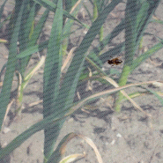 Filet anti-insectes - 5x2,2 m - Blanc - Maille fine 0,85 mm - Réf. 141426_1