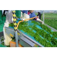 Récolteuse de persil optimal green line 2 - ortomec srl_1