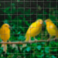 Nature grillage métallique carré 0,5x5 m 13 mm acier galvanisé 419774_1