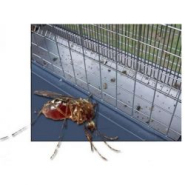 Lampe électrique anti insecte solaire - RÉF. DRA09-ET - Protection jusqu'à 8 hectares - Panneau solaire 48W_1