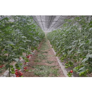 Serre photovoltaïque innovante pour la protection des cultures des aléas climatiques et des ravageurs_1