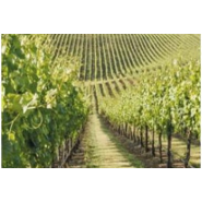 Appareil anti-calcaire sans sel et sans chimie, idéal pour réduire le calcaire sur les conduites, sprinklers et filtres dans l'exploitation viticole  - vulcan_1