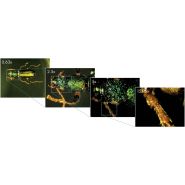 Nikon smz25-smz18 : stéréomicroscopes de recherche_1