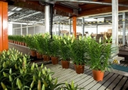 Robot horticole Linea Recta - Javo - Haute précision et vitesse pour pots ronds_1