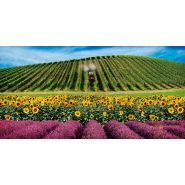 Trg 10900 - tracteur agricole - Antonio Carraro - capacité 2400 kg - réversible et polyvalent_1