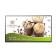Afficheur professionnel benq 43" android st430k 337169