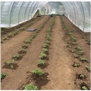 Rapid- serre tunnel - serres natural - larg. 4.00m_1